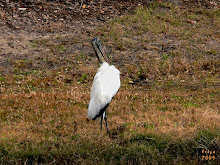 WOOD STORK