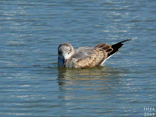 LAUGHING GULL immature