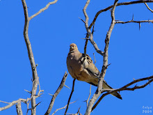 MOURNING DOVE