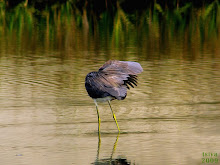 Tricolored heron Egretta tricolor