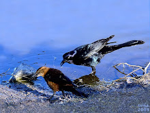 Boat-tailed Grackle Quiscalus major fem