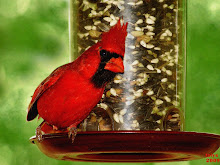 MALE CARDINAL