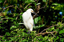 ALLIGATOR FARM ROOKERY