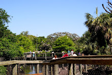 ALLIGATOR FARM ROOKERY