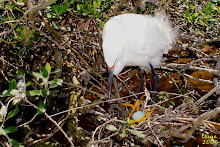 ALLIGATOR FARM ROOKERY