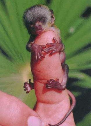 Funny Pictures Animals Someone Need A Sleep