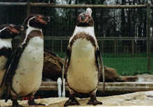 Penguins Visit Harrods