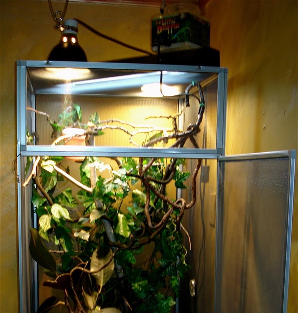 Successful Keeping of Veiled Chameleons Enclosures/ Habitat