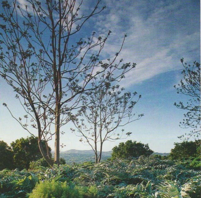 Botany of Design: Plant a Kitchen Garden!