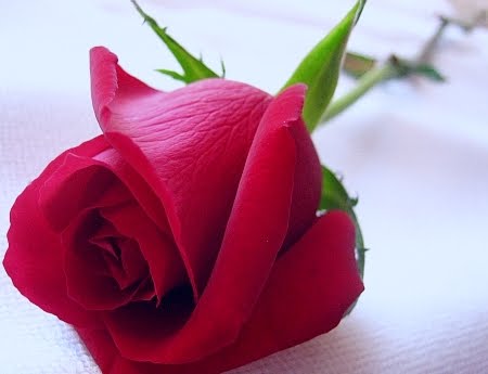 Dark Maroon Roses