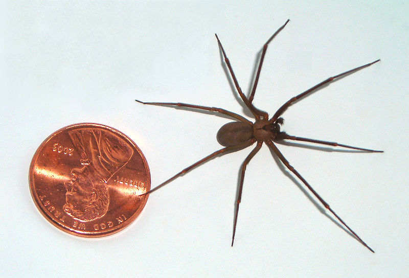[800px-Brown-recluse-coin-edit.jpg]