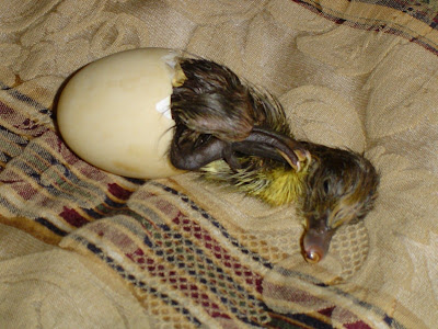 Hatching Duckling