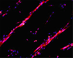 Cultures of myotubes on a conductive surface in a parallel orientation.