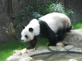 可爱的熊猫^^