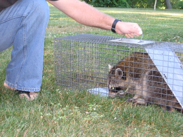 [IMG_1050+Coon.jpg]