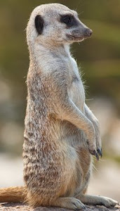 Meerkat. Image credit wikipedia: http://en.wikipedia.org/wiki/File:Meerkat_feb_09.jpg