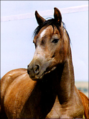 Banu Sanhadja Breeding focus Syrian blood lines