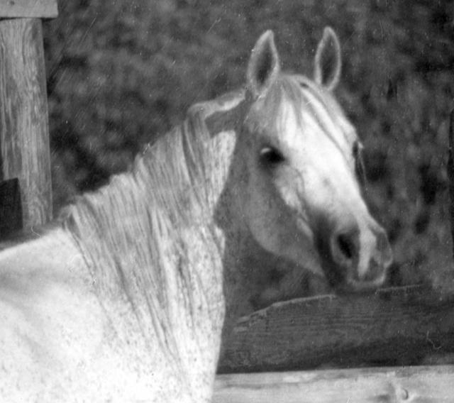 Banu Sanhadja Breeding focus Syrian blood lines