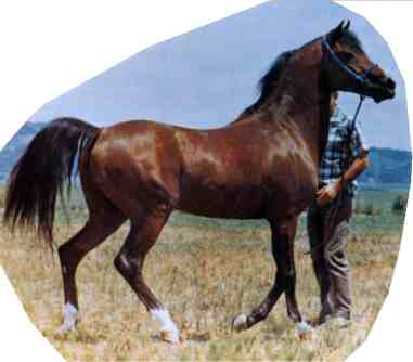 Banu Sanhadja Breeding focus Bani Sham Arabians