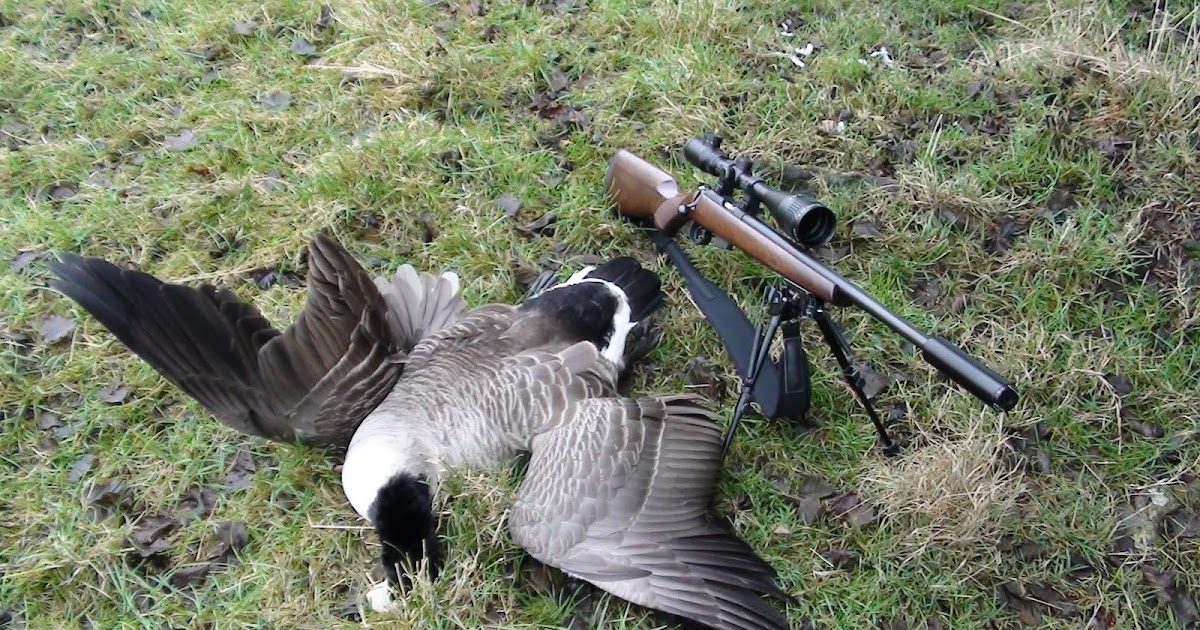 bumblefoot shooting canada goose,17 hmr cz bolt action.
