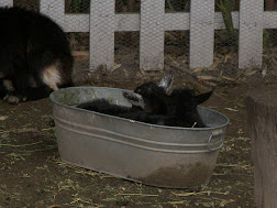 Baby Goats