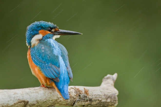 martin sous la pluie