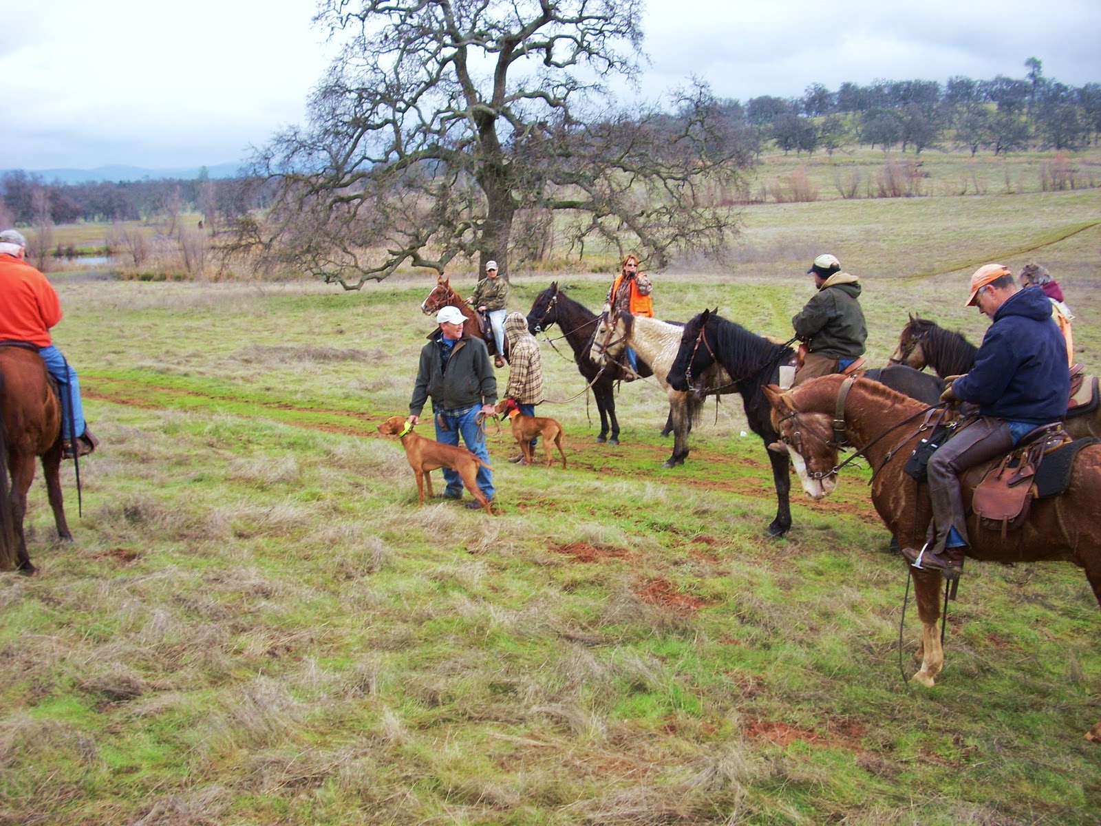 redbirddog a hungarian pointer (vizsla) blog Getting ‘round in a