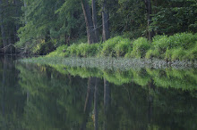 Mt Fork River  in July 08