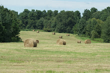 Making Hay while the Sunshines