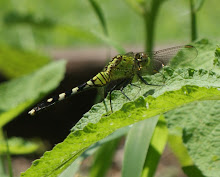 a green dragonfly (lookin' at you)