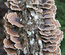 fungus in the fall