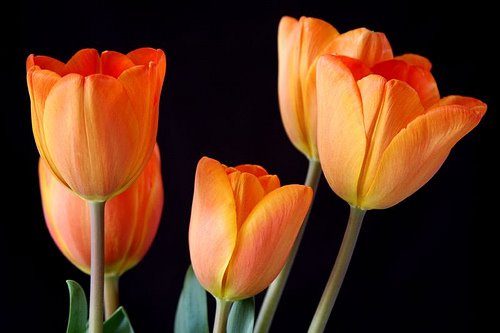 [orange+tulips.jpg]