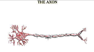 [neuron_animation.gif]