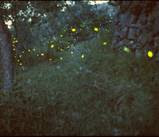 Jenn's Fireflies