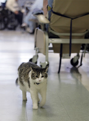 Cat Oscar