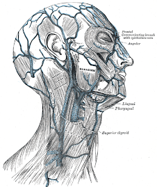 Neck/Leher