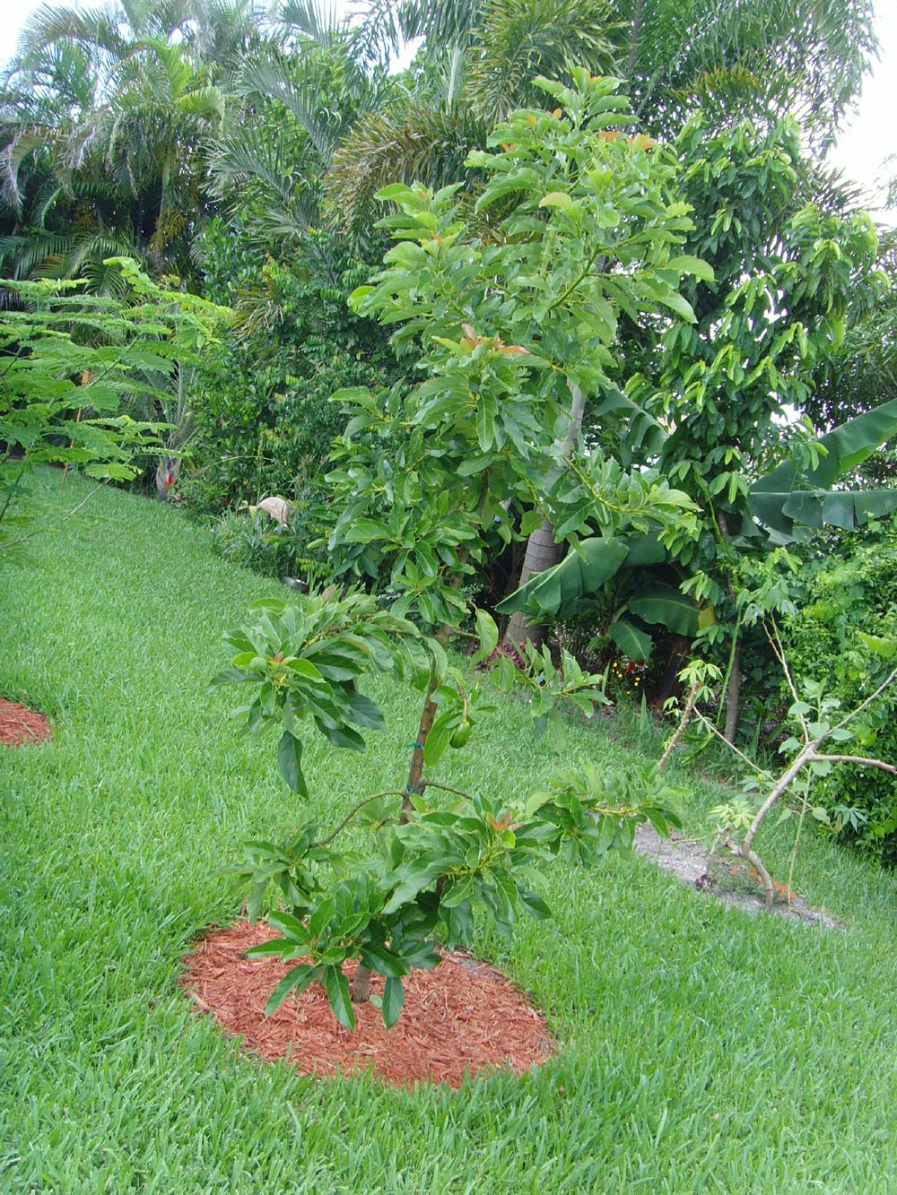 The Plant Princess Avocado Tree from Home Depot