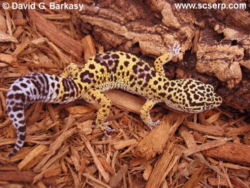 [LeopardGeckoAdult001.jpg]