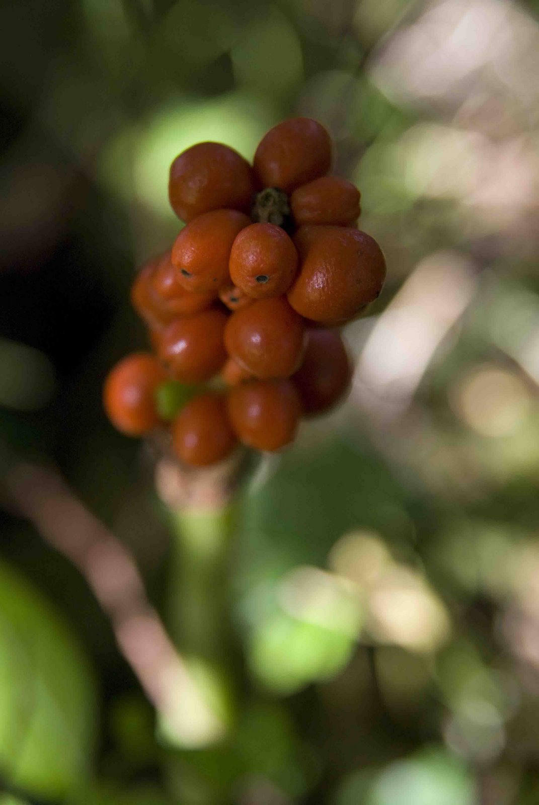 [berries+(1+of+1).jpg]