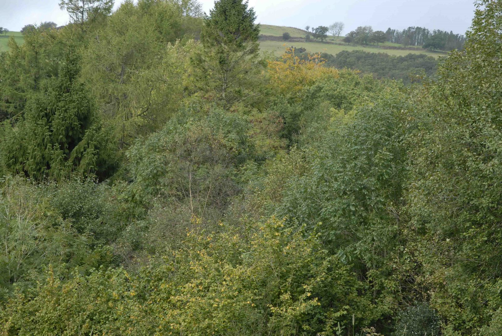 [autumn+colours+(1+of+1)-2.jpg]