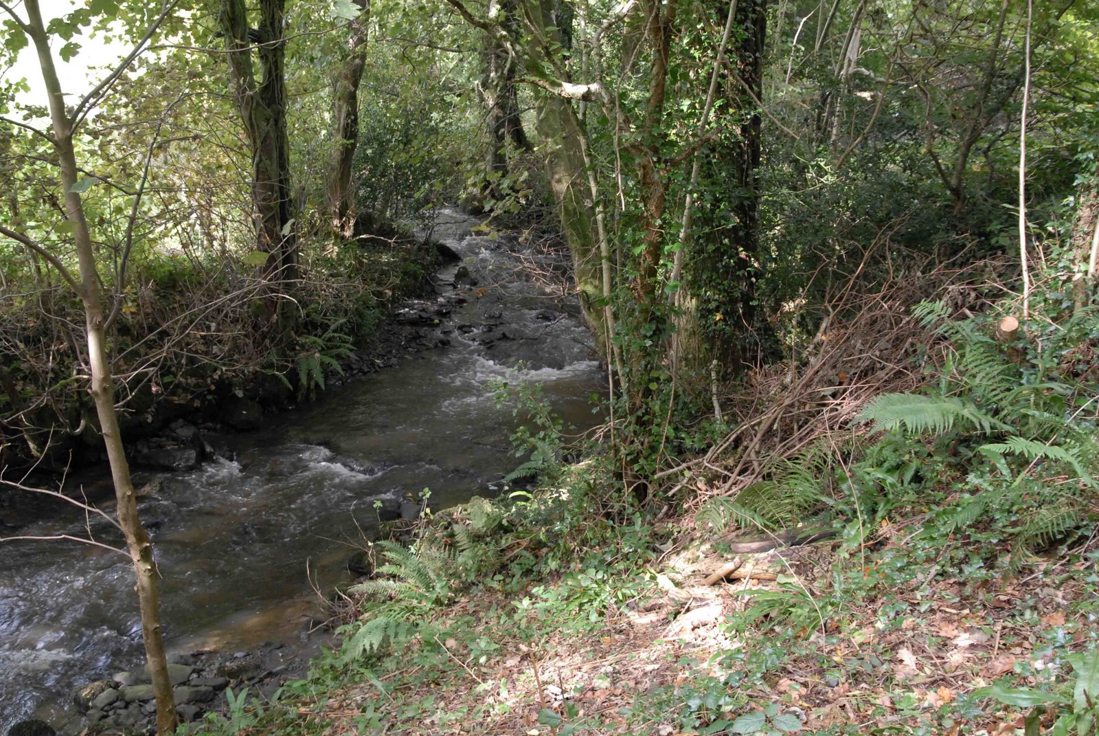 [river+(1+of+1).jpg]