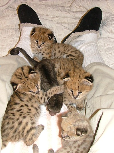baby servals