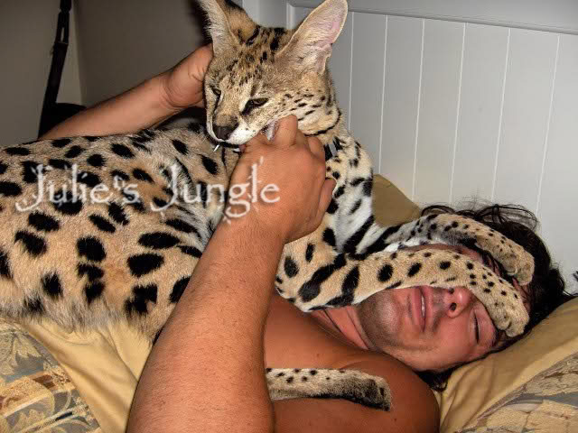 A Caracal