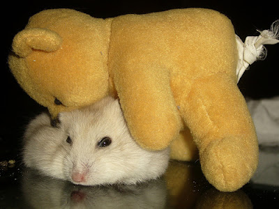 teddy-bear-on-hamster.jpg