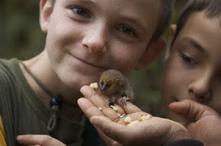 Baby Mouse Lemur