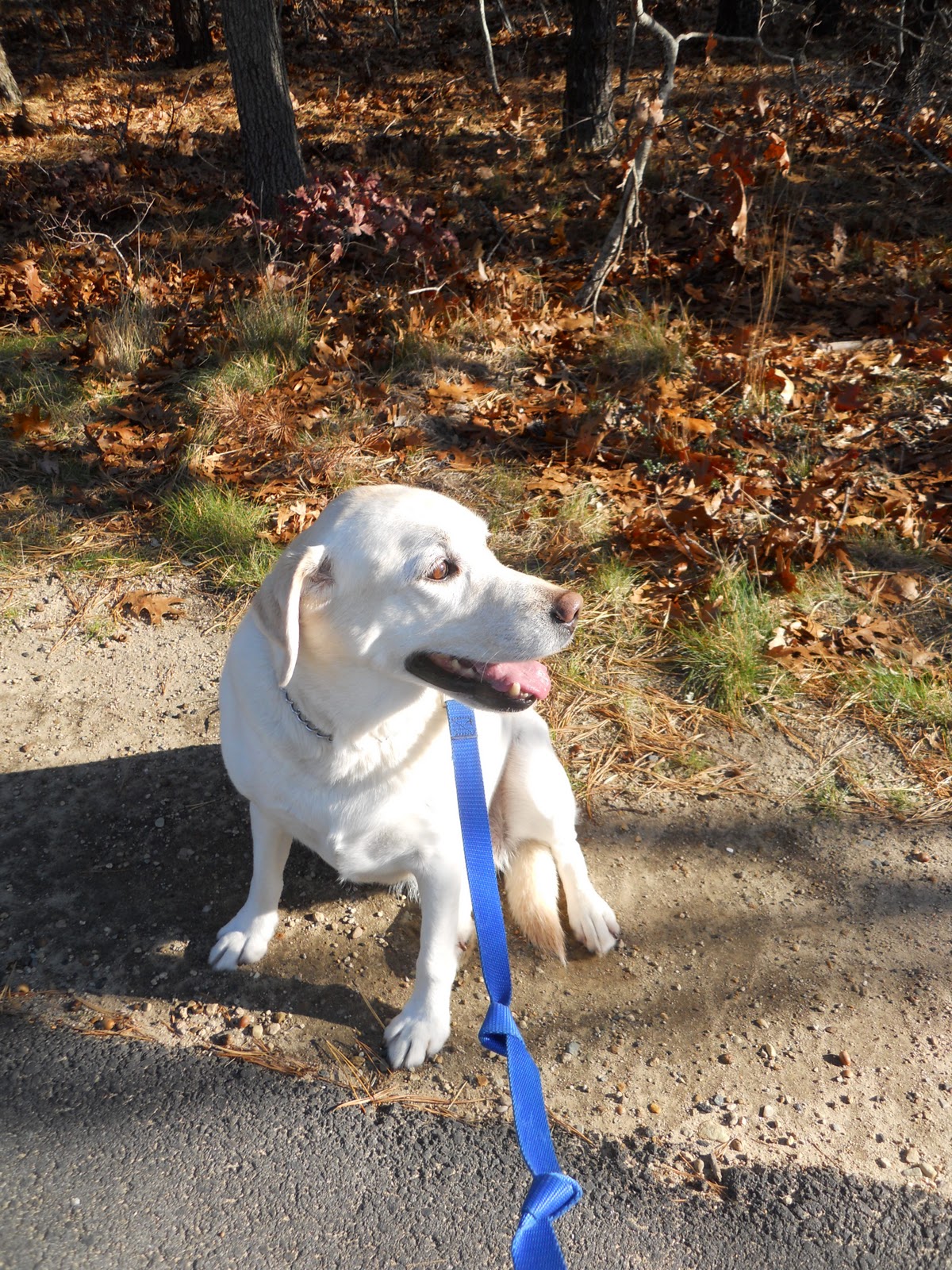 Scrappy Happy Starfishy Borrow a Dog for an Exercise Buddy!