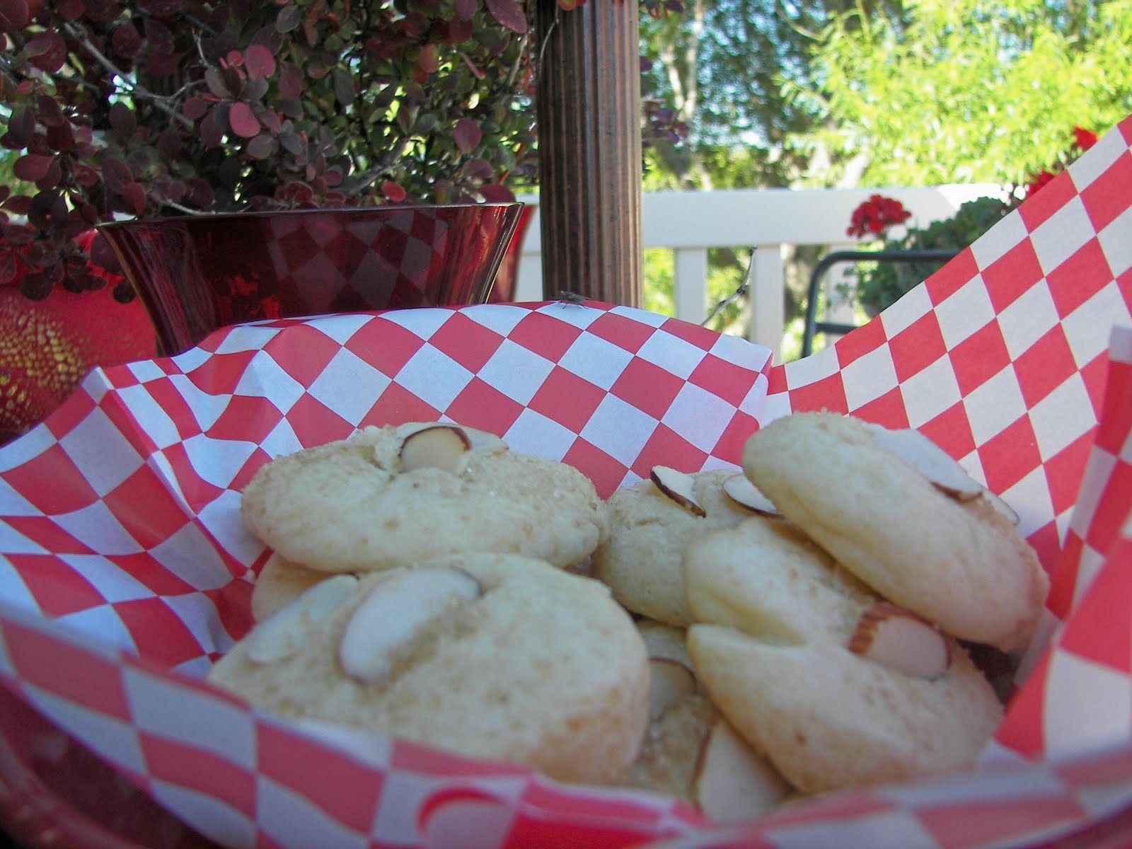 Flower Sunglasses Amazon Flowering Almond Bush For Sale