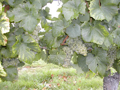 CEPAGE CHARDONNAY