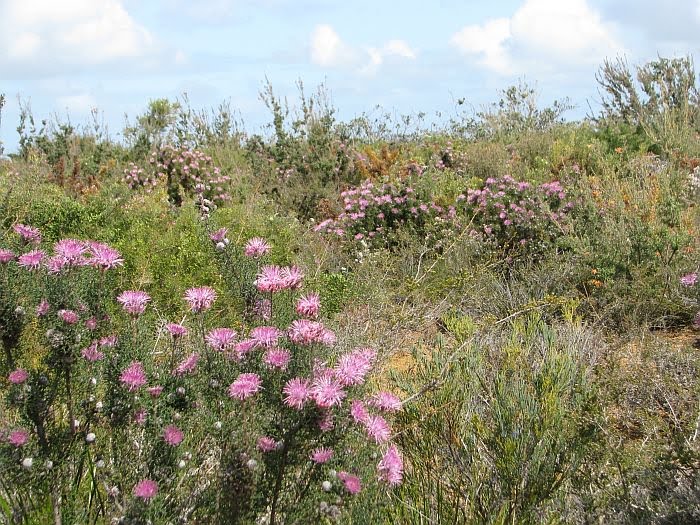 [Rose+Coneflower++009A++Isopogon+formosus.jpg]