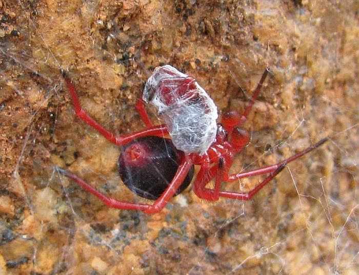 Esperance Fauna Red and Black Spider Nicodamidae species